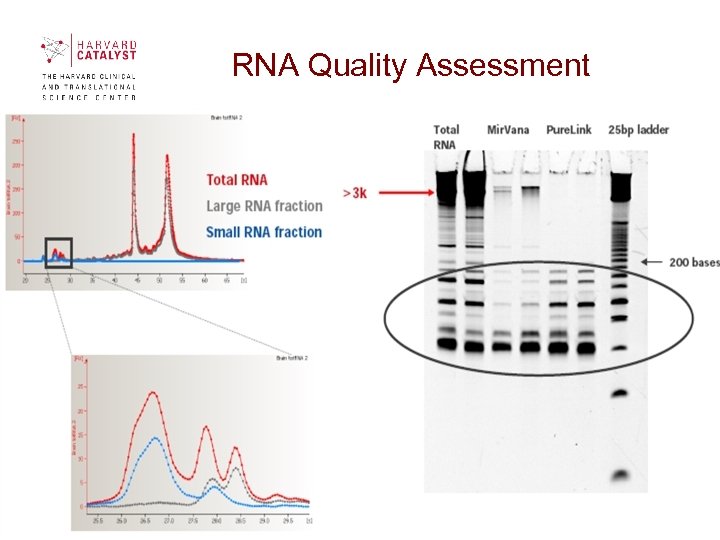 RNA Quality Assessment 