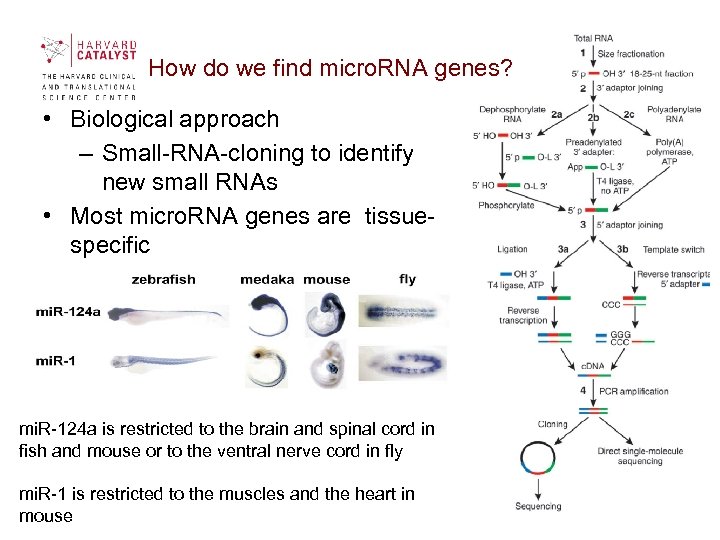  How do we find micro. RNA genes? • Biological approach – Small-RNA-cloning to