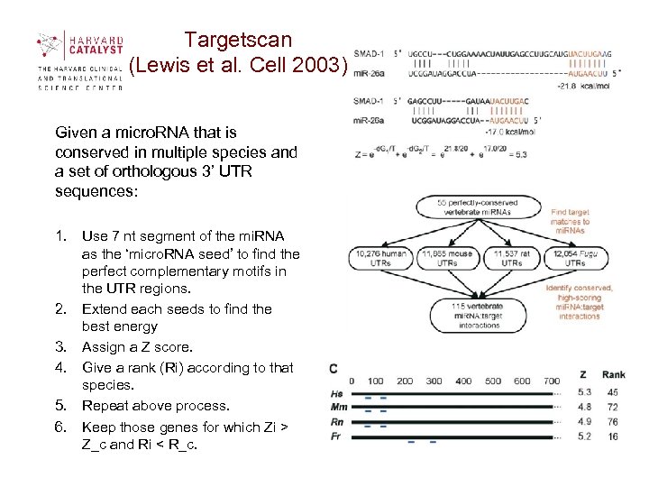 Targetscan (Lewis et al. Cell 2003) Given a micro. RNA that is conserved in