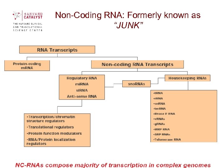 Non-Coding RNA: Formerly known as “JUNK” 