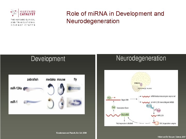  Role of mi. RNA in Development and Neurodegeneration 