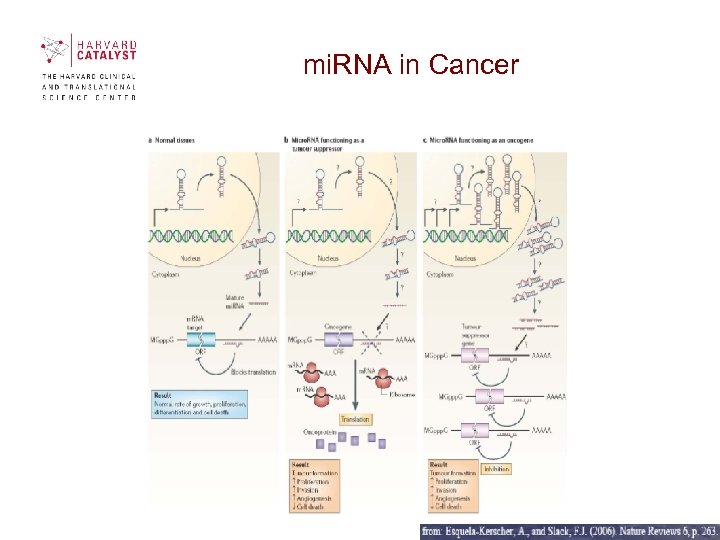 mi. RNA in Cancer 