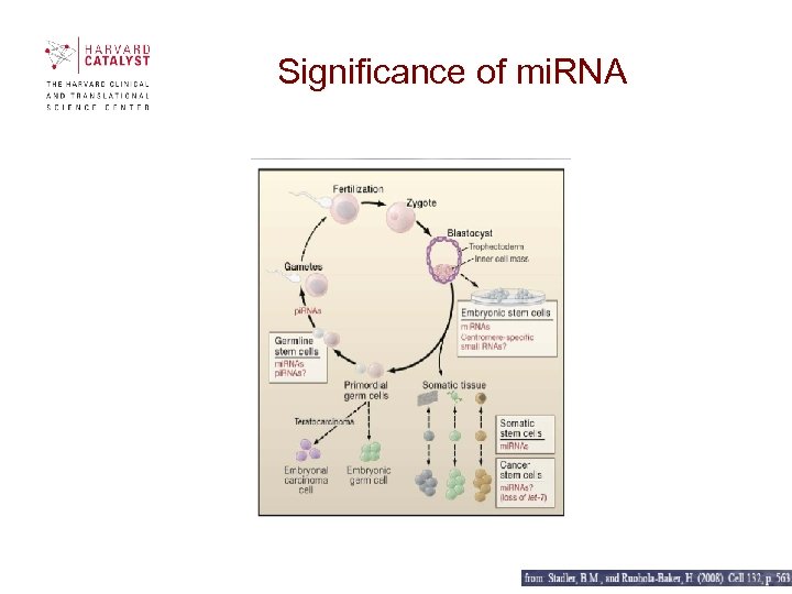 Significance of mi. RNA 