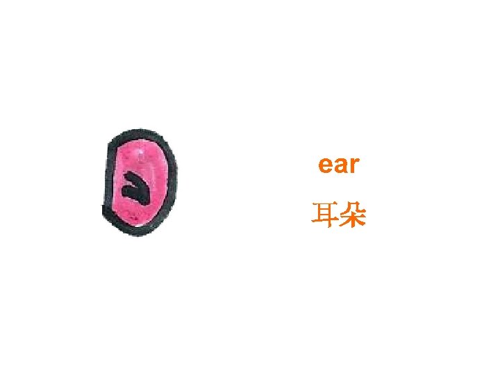 ear 耳朵 