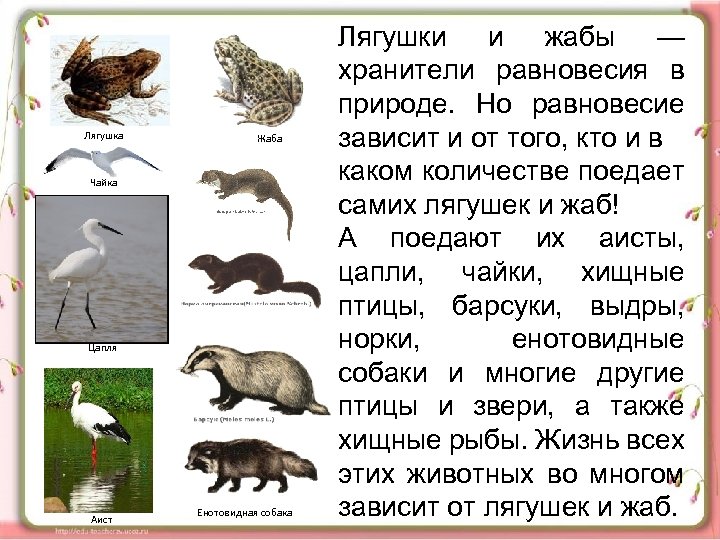 Лягушка Жаба Чайка Цапля Аист Енотовидная собака Лягушки и жабы — хранители равновесия в