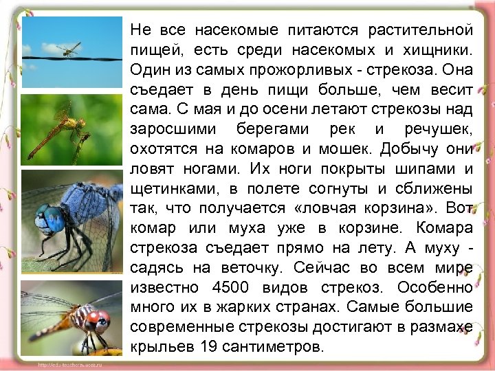 Не все насекомые питаются растительной пищей, есть среди насекомых и хищники. Один из самых