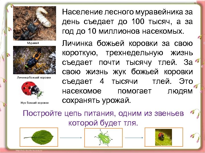 Население лесного муравейника за день съедает до 100 тысяч, а за год до 10