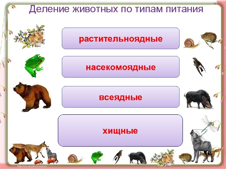 Деление животных по типам питания питаются растительной растительноядные пищей питаются насекомыми насекомоядные питаются и