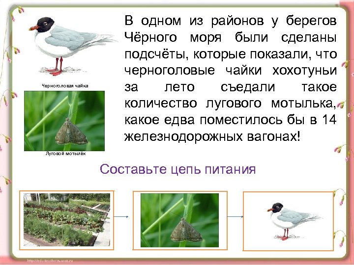 Черноголовая чайка В одном из районов у берегов Чёрного моря были сделаны подсчёты, которые