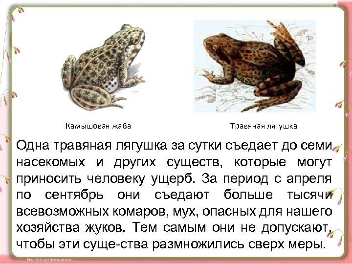 Камышовая жаба Травяная лягушка Одна травяная лягушка за сутки съедает до семи насекомых и