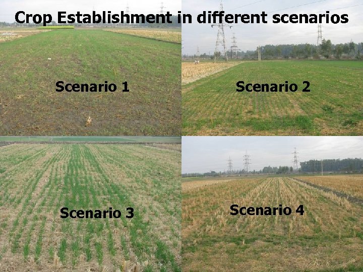 Crop Establishment in different scenarios Scenario 1 Scenario 3 Scenario 2 Scenario 4 