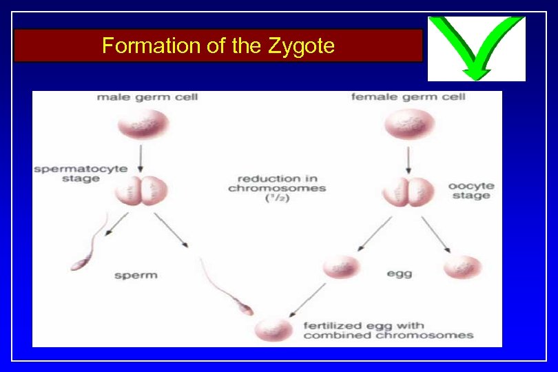 Formation of the Zygote 