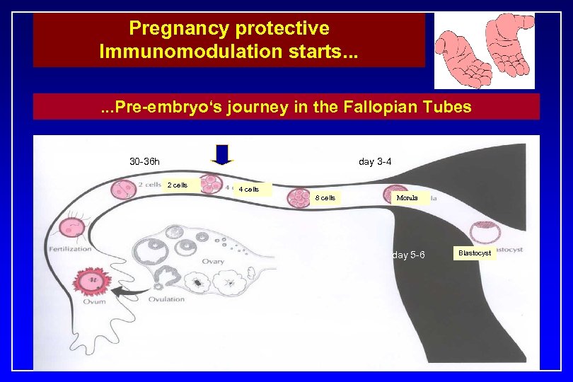 Pregnancy protective Immunomodulation starts. . . Pre-embryo‘s journey in the Fallopian Tubes 30 -36