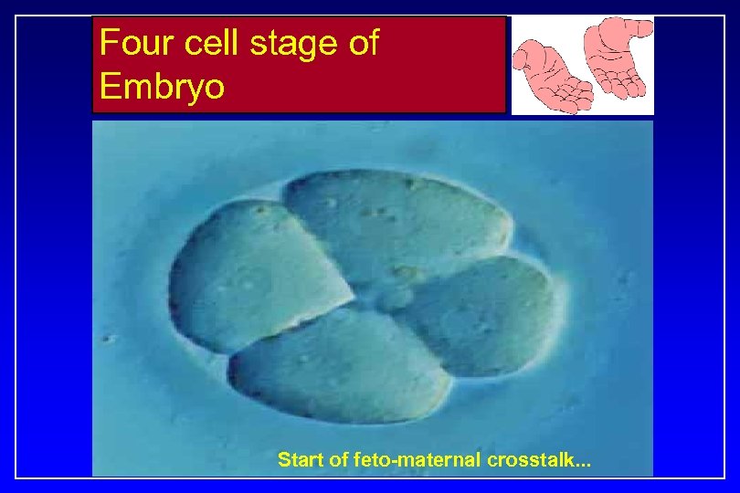 Four cell stage of Embryo Start of feto-maternal crosstalk. . . 