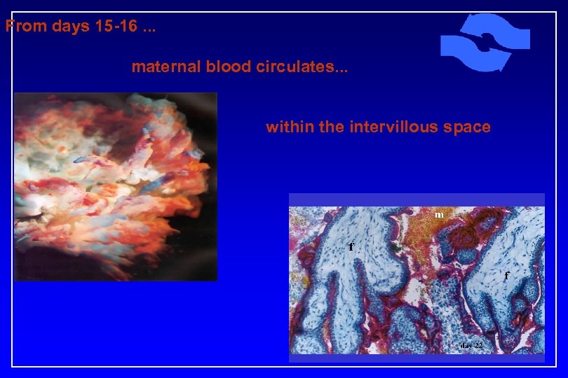 From days 15 -16. . . maternal blood circulates. . . within the intervillous