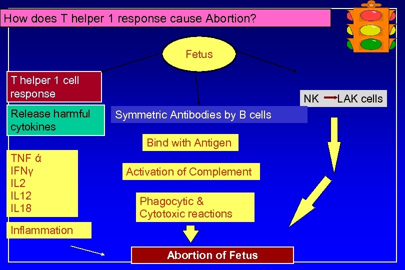 How does T helper 1 response cause Abortion? Fetus T helper 1 cell response