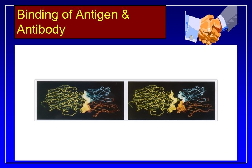 Binding of Antigen & Antibody 