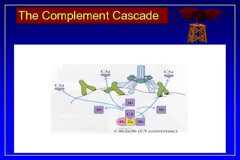 The Complement Cascade 