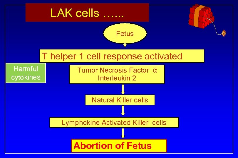 LAK cells …. . . Fetus T helper 1 cell response activated Harmful cytokines