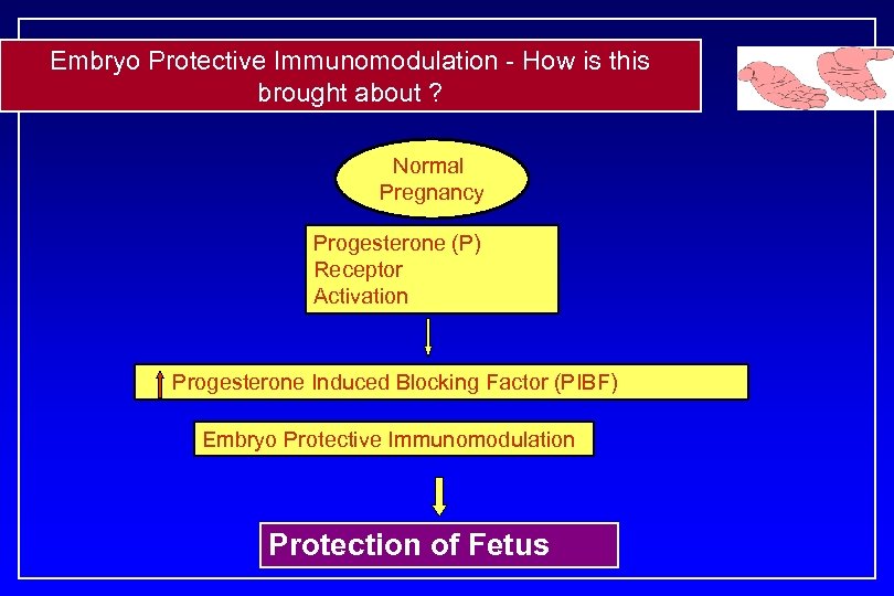 Embryo Protective Immunomodulation - How is this brought about ? Normal Pregnancy Progesterone (P)