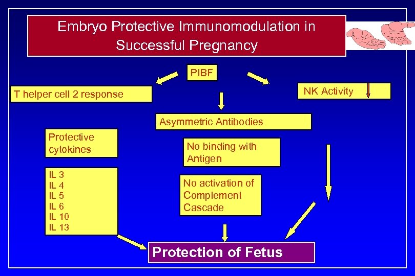 Embryo Protective Immunomodulation in Successful Pregnancy PIBF NK Activity T helper cell 2 response