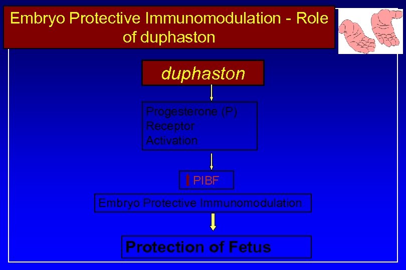 Embryo Protective Immunomodulation - Role of duphaston Progesterone (P) Receptor Activation PIBF Embryo Protective