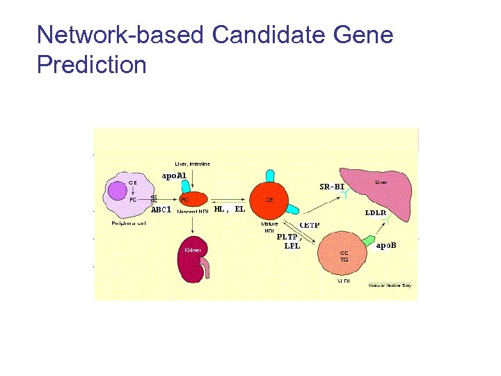 Network-based Candidate Gene Prediction 