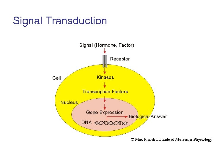 Signal Transduction © Max Planck Institute of Molecular Physiology 
