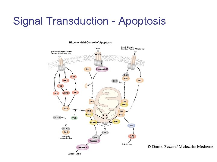 Signal Transduction - Apoptosis © Daniel Focosi / Molecular Medicine 