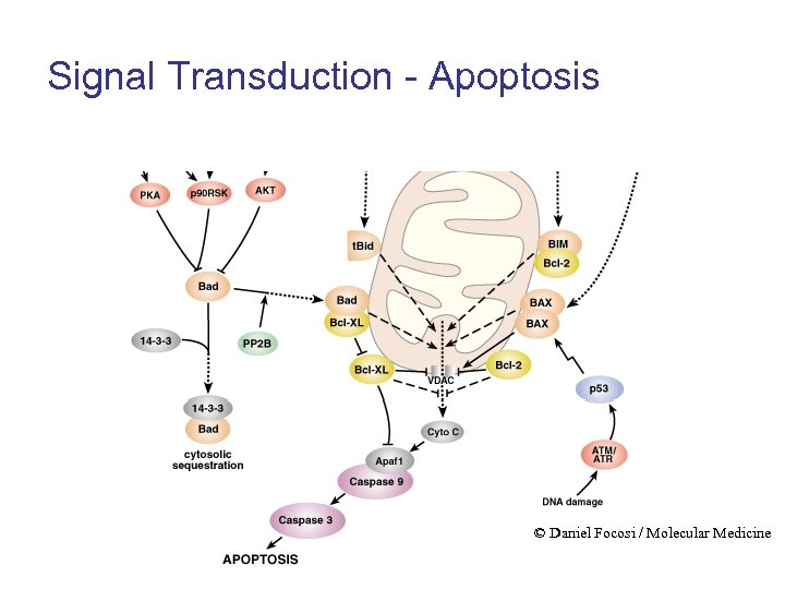 Signal Transduction - Apoptosis © Daniel Focosi / Molecular Medicine 