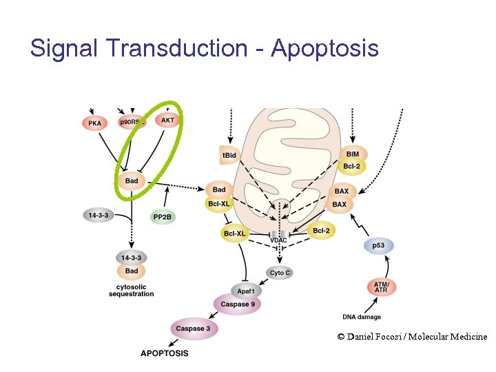 Signal Transduction - Apoptosis © Daniel Focosi / Molecular Medicine 