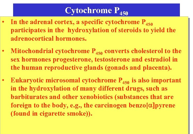 Cytochrome P 450 • In the adrenal cortex, a specific cytochrome P 450 participates