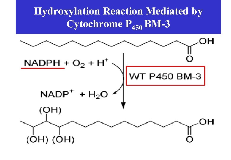 Hydroxylation Reaction Mediated by Cytochrome P 450 BM-3 