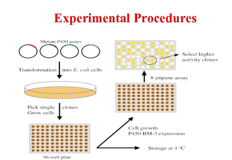 Experimental Procedures 