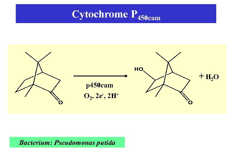 Cytochrome P 450 cam p 450 cam O 2, 2 e-, 2 H+ Bacterium: