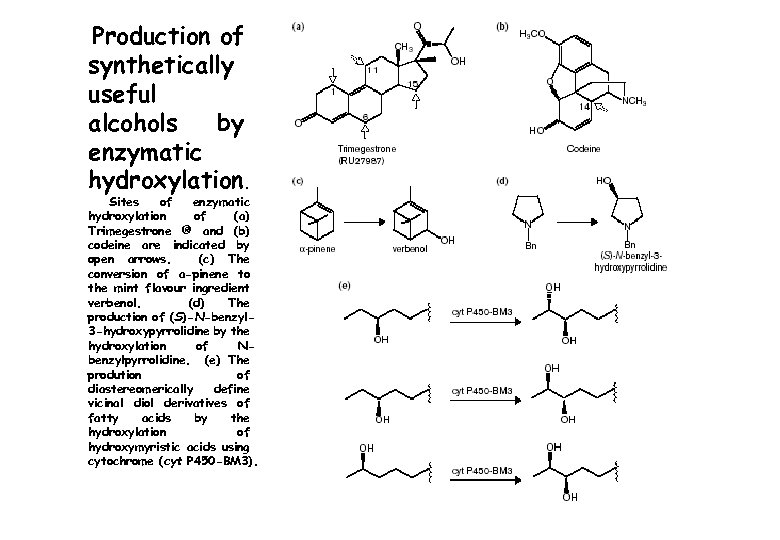 Production of synthetically useful alcohols by enzymatic hydroxylation. Sites of enzymatic hydroxylation of (a)