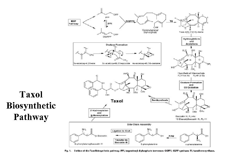 Taxol Biosynthetic Pathway 