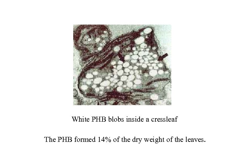 White PHB blobs inside a cressleaf The PHB formed 14% of the dry weight