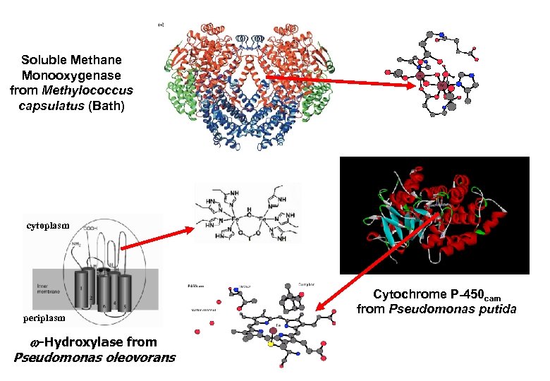 Soluble Methane Monooxygenase from Methylococcus capsulatus (Bath) cytoplasm periplasm w-Hydroxylase from Pseudomonas oleovorans Cytochrome