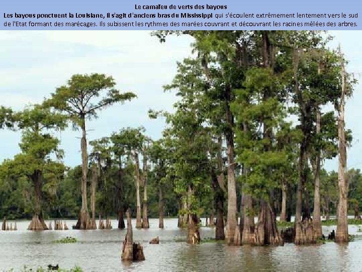 Le camaïeu de verts des bayous Les bayous ponctuent la Louisiane, il s'agit d'anciens