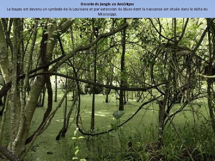 Un coin de jungle en Amérique Le bayou est devenu un symbole de la