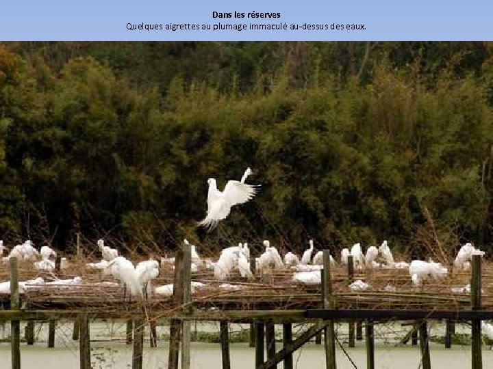 Dans les réserves Quelques aigrettes au plumage immaculé au-dessus des eaux. 