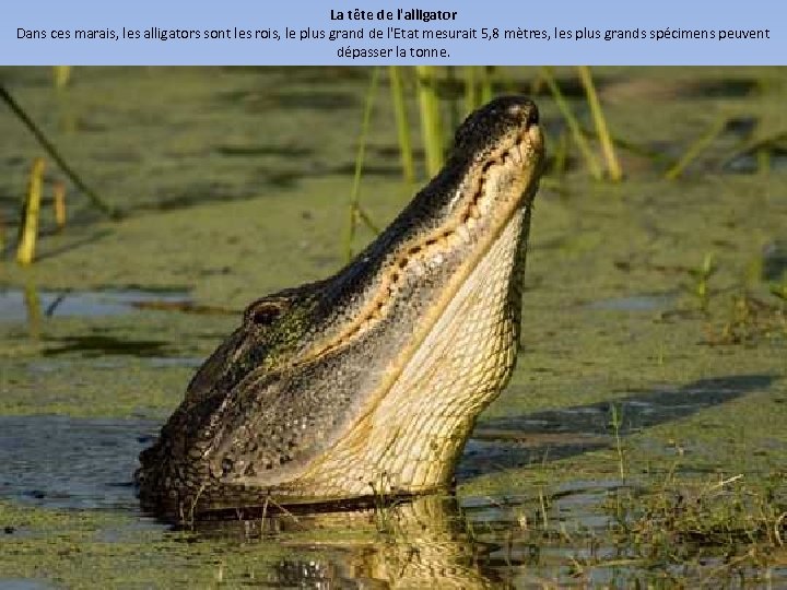 La tête de l'alligator Dans ces marais, les alligators sont les rois, le plus