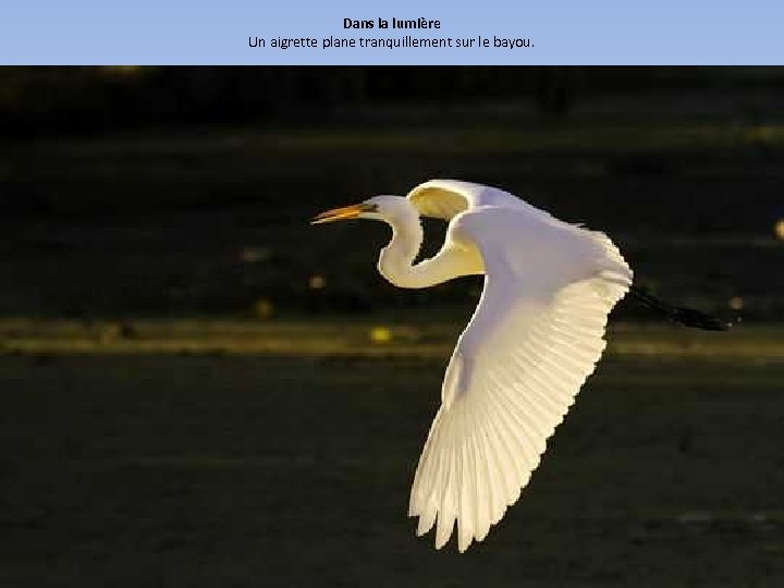 Dans la lumière Un aigrette plane tranquillement sur le bayou. 
