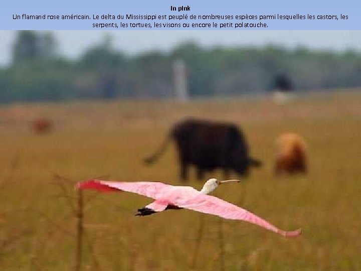 In pink Un flamand rose américain. Le delta du Mississippi est peuplé de nombreuses