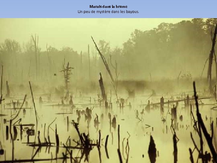 Marais dans la brume Un peu de mystère dans les bayous. 