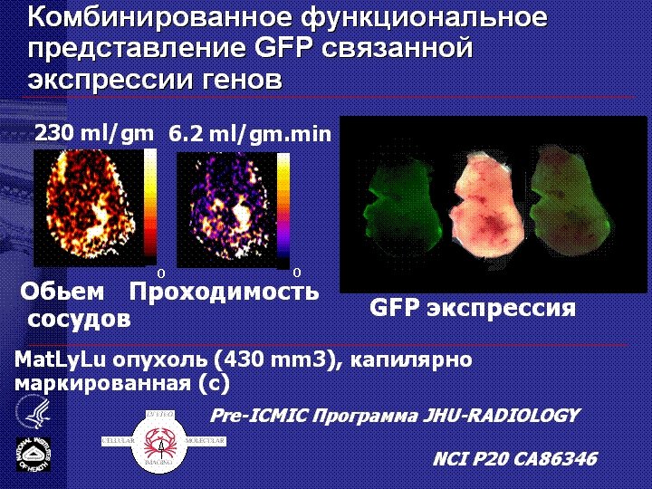 Комбинированное функциональное представление GFP связанной экспрессии генов 230 ml/gm 6. 2 ml/gm. min c