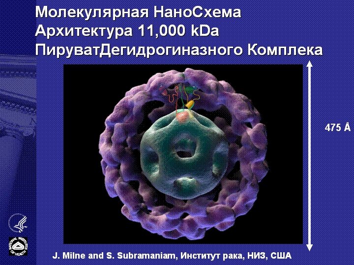Молекулярная Нано. Схема Архитектура 11, 000 k. Da Пируват. Дегидрогиназного Комплека 475 Å J.