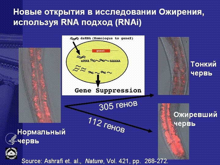 Новые открытия в исследовании Ожирения, используя RNA подход (RNAi) Тонкий червь 5 генов 30