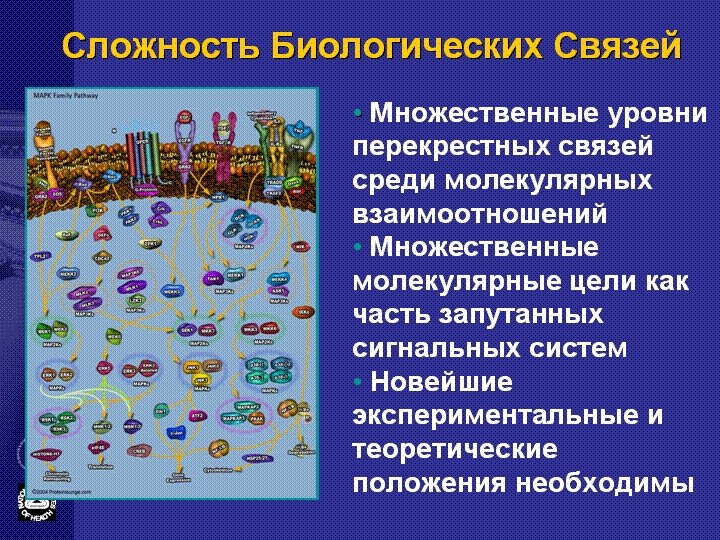 Сложность Биологических Связей • Множественные уровни перекрестных связей среди молекулярных взаимоотношений • Множественные молекулярные